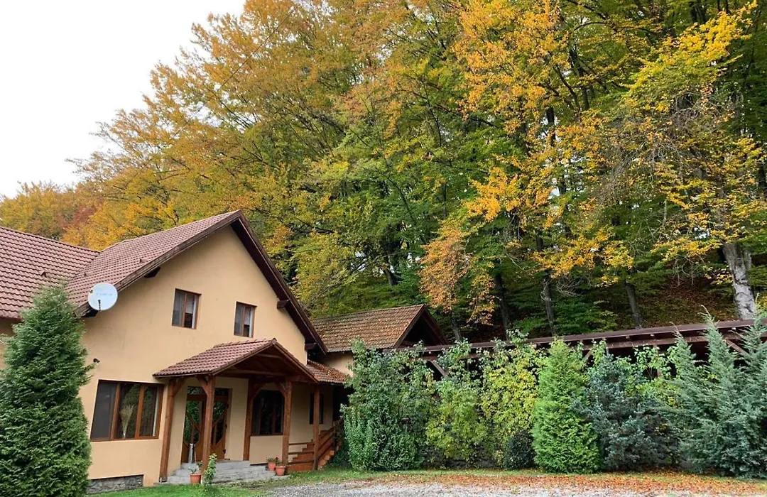 Chalet Forest Valea Avrigului-1