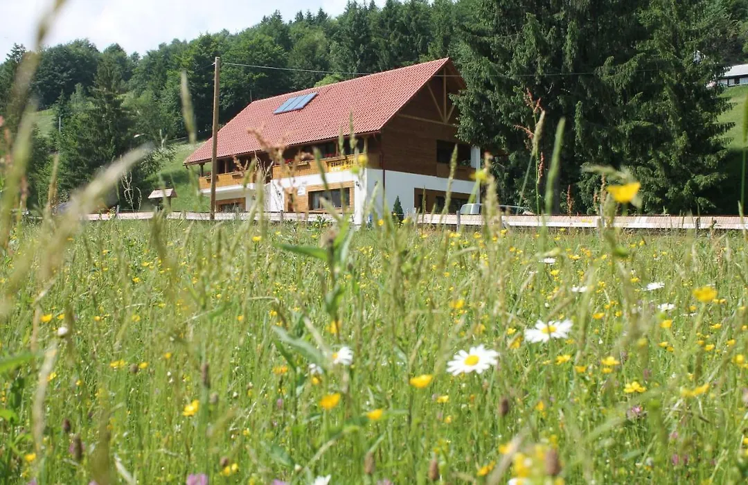 Arnica Montana-1