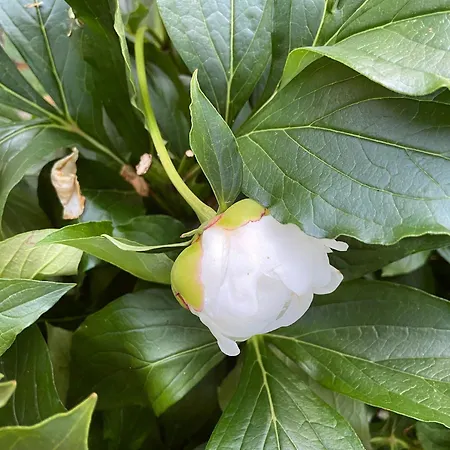 Pensiunea Iulia-3